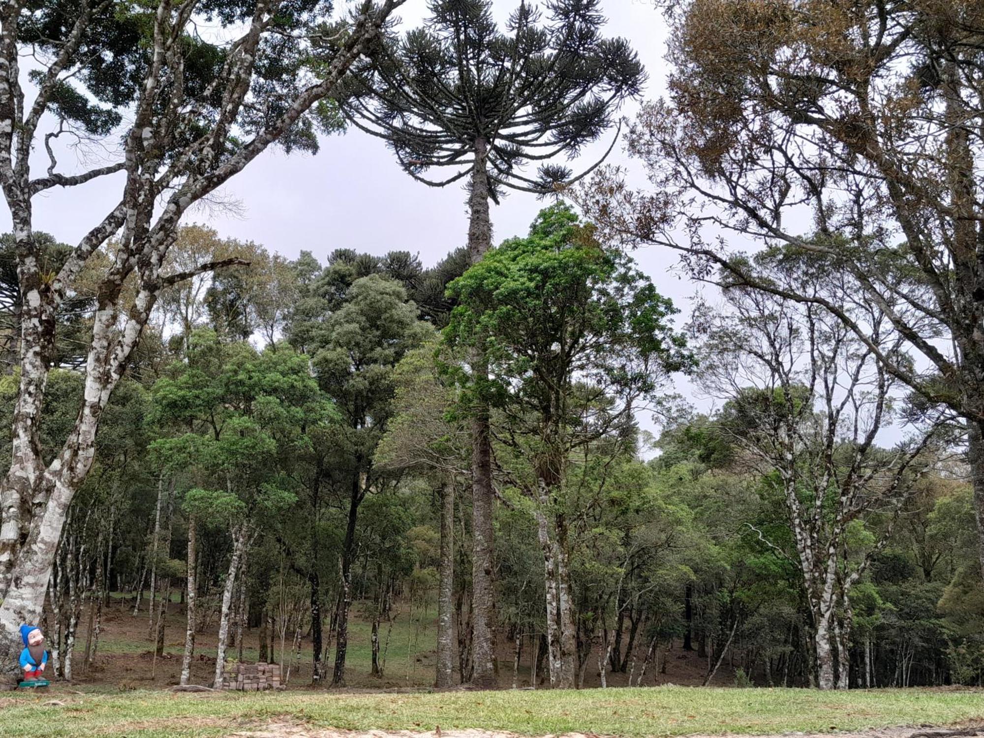 Cabanas Dos Pinheiros São Francisco de Paula Quarto foto